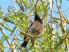 Cinnyris fuscus fuscus