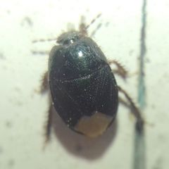Microporus