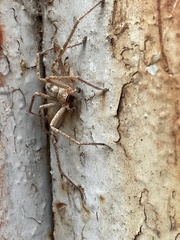 Olios sericeus