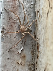 Olios sericeus