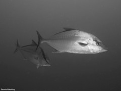 Seriola rivoliana