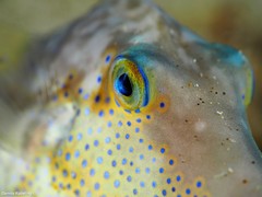 Canthigaster capistrata
