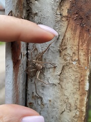 Olios sericeus