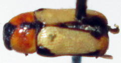 Peploptera