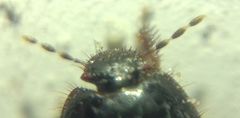 Microporus