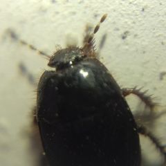 Microporus