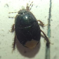 Microporus