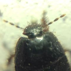 Microporus