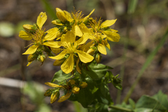 Hypericum perfoliatum