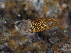 Gnathophyllum elegans