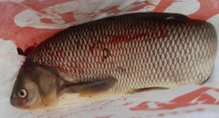 Leuciscus idus