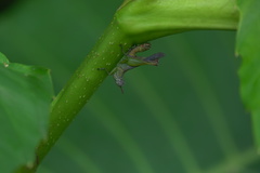 Mnesicles