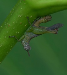 Mnesicles