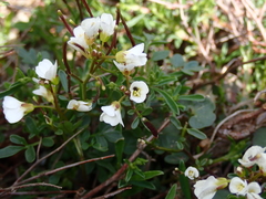 Cardamine resedifolia