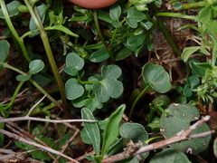 Cardamine resedifolia