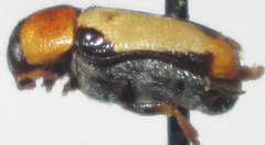 Peploptera