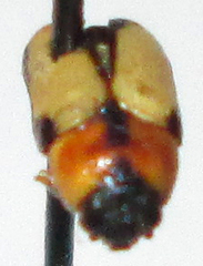 Peploptera