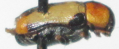 Peploptera