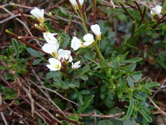 Cardamine resedifolia