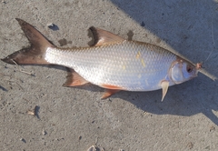 Rutilus rutilus lacustris