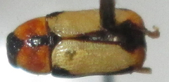 Peploptera