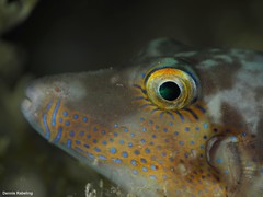 Canthigaster capistrata