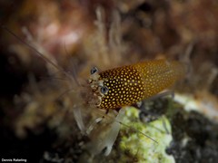 Gnathophyllum elegans