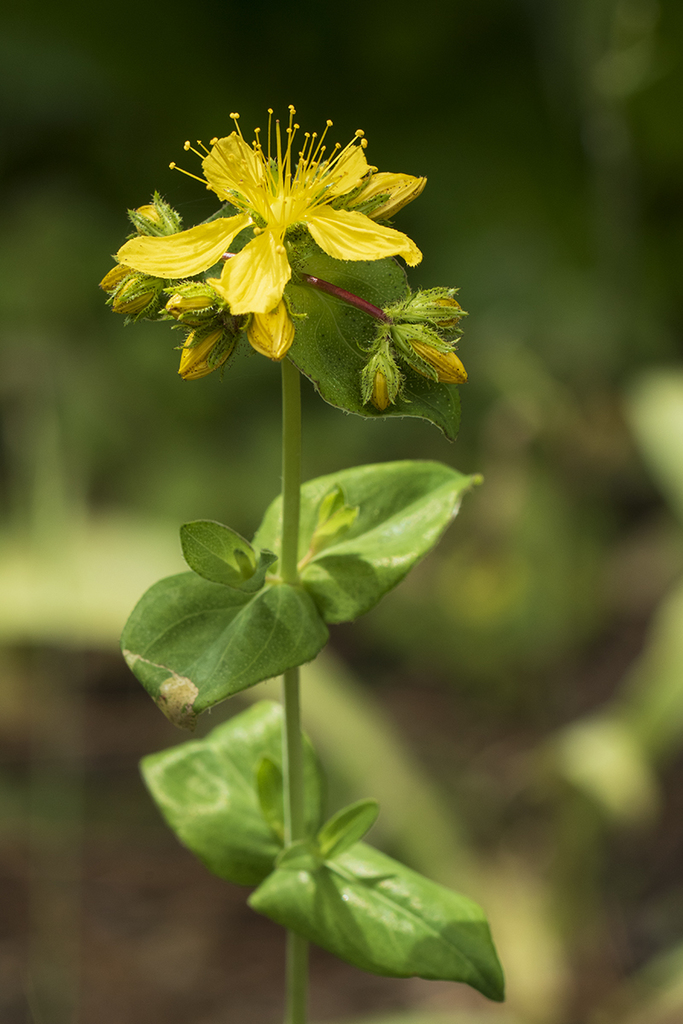 perfoliate St. John's wort