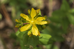 Hypericum perfoliatum