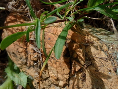 Viola corsica