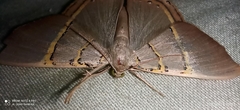 Phrygionis polita