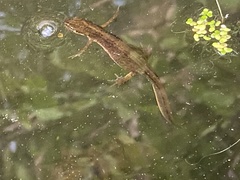 Lissotriton vulgaris