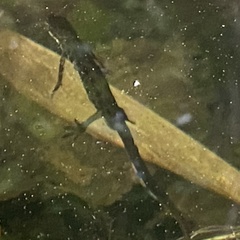 Lissotriton vulgaris