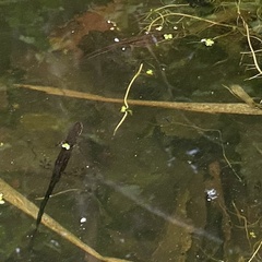 Lissotriton vulgaris