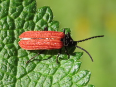 Benibotarus alternatus