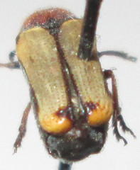 Peploptera