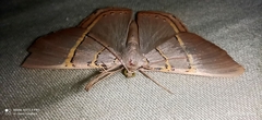 Phrygionis polita