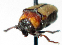 Peploptera