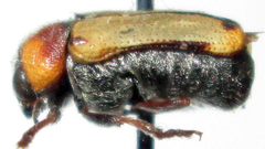 Peploptera