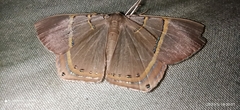 Phrygionis polita