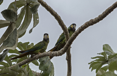 Primolius auricollis