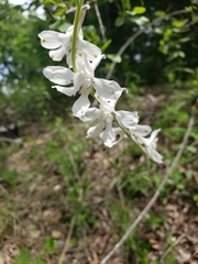 Delphinium carolinianum virescens