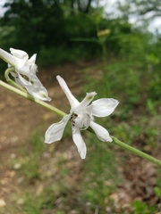 Delphinium carolinianum virescens