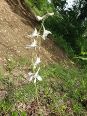 Delphinium carolinianum virescens