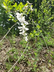 Delphinium carolinianum virescens