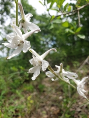 Delphinium carolinianum virescens