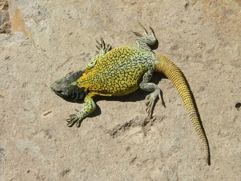 Volcán Peteroa Chuckwalla