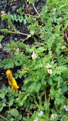 Ornithopus perpusillus