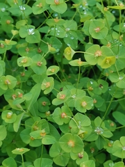 Euphorbia angulata