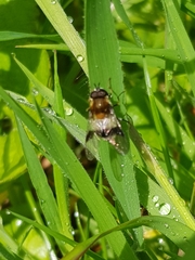 Leucozona lucorum
